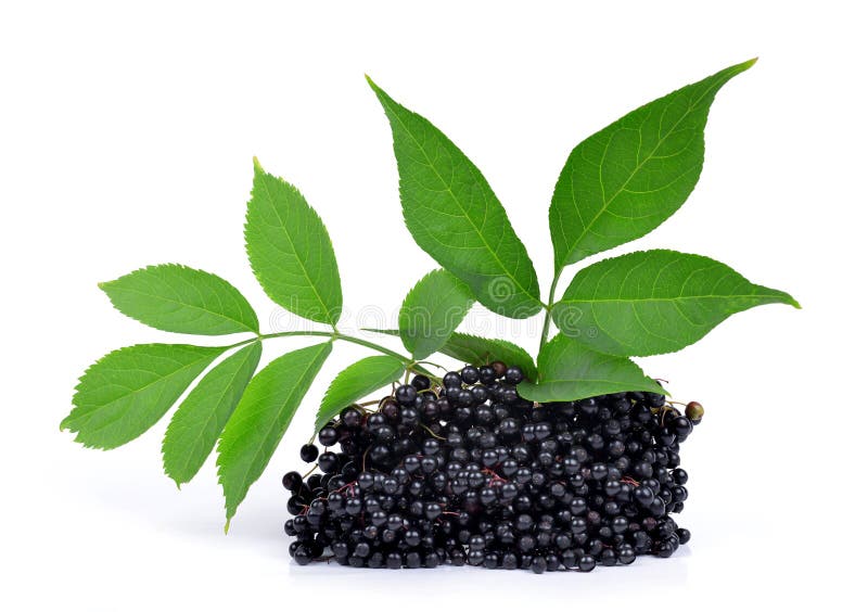 Elderberry