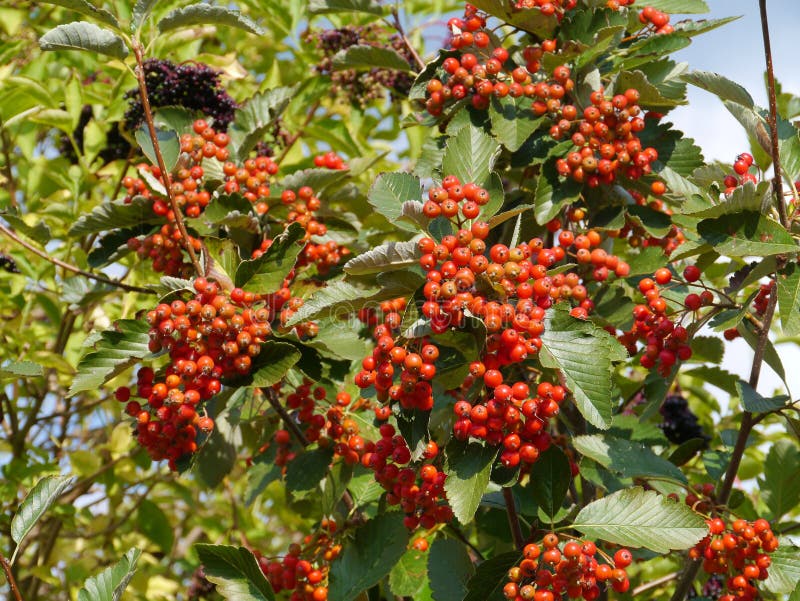 Elderberry tree stock photo. Image of fresh, elderberry 34520520