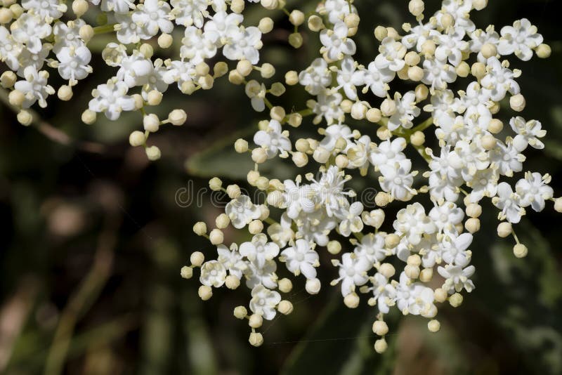 Elderberry White Flowers Close Up Stock Photo Image of decorative