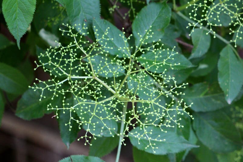 Elderberry ή Sambucus ή παλαιότερη μεγάλη συστάδα δέντρων των μικρών ανοικτό πράσινο μούρων που αρχίζουν να διαμορφώνει με τους κ στοκ εικόνες Elderberry ή Sambucus ή παλαιότερη μεγάλη συστάδα δέντρων των μικρών ανοικτό πράσινο μούρων που αρχίζουν να διαμορφώνει με τους κ στοκ εικόνες