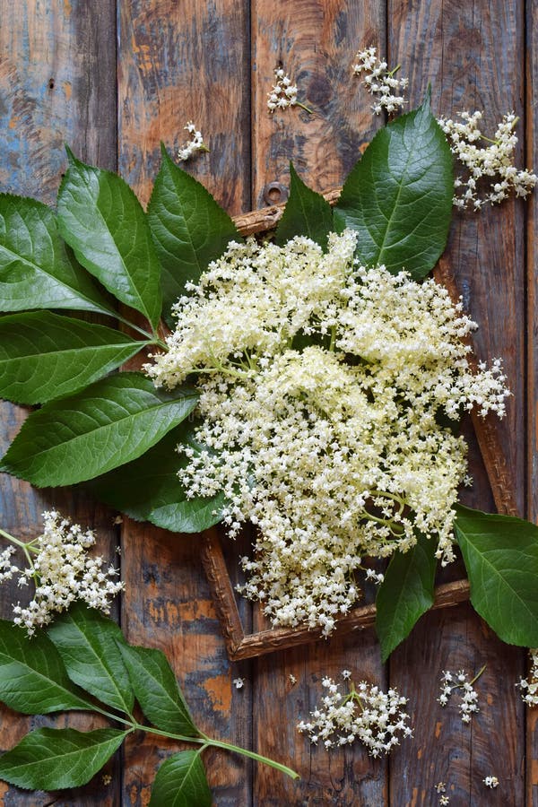 Elderflower blossom flower in wooden background. Edible elderberry flowers add flavour and aroma to drink and dessert