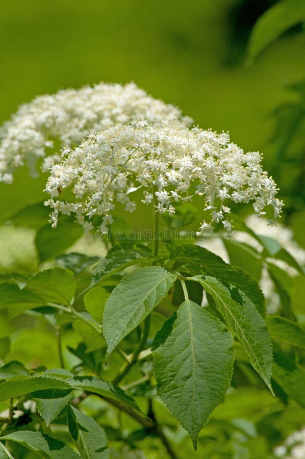 Elderflower stock photo. Image of scented, elderflower - 68144342