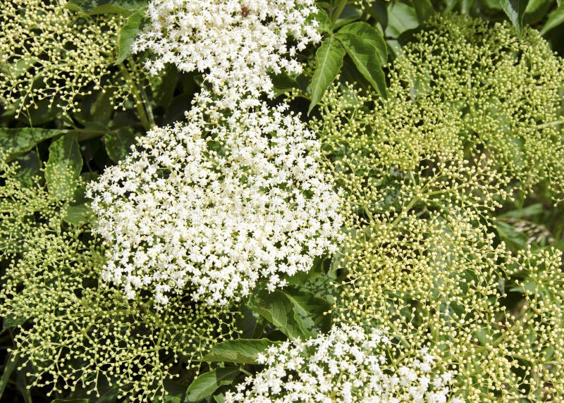 American Wyldewood Elderberry Perennial Shrub. Stock Image Image of
