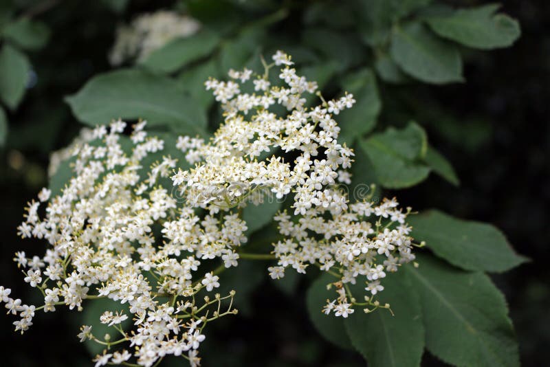 Elderflower stock photo. Image of spring, branch, nigra 257682888