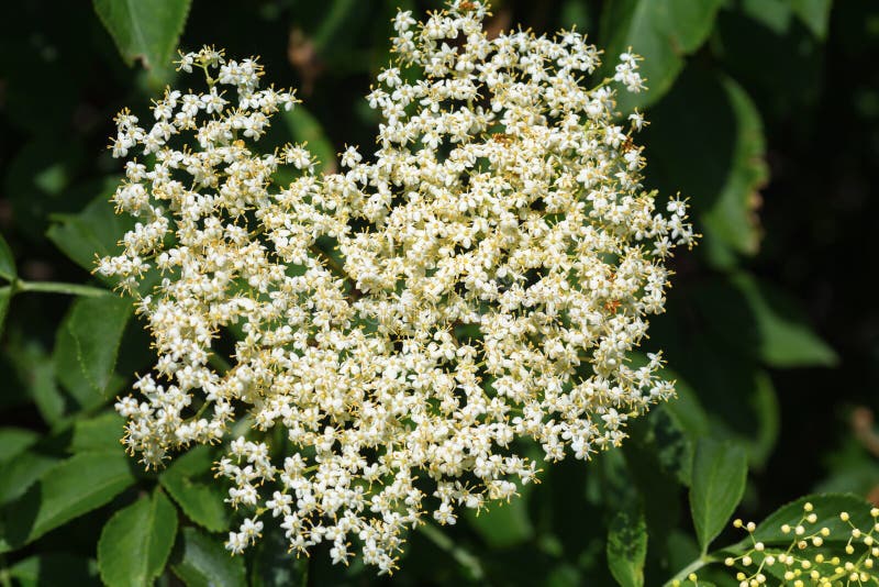 Elderflower stock image. Image of elderflower, bloom 42385605