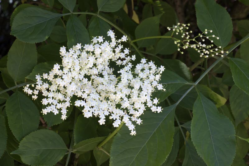 Elderflower stock photo. Image of elderflower, seasonal 41420432