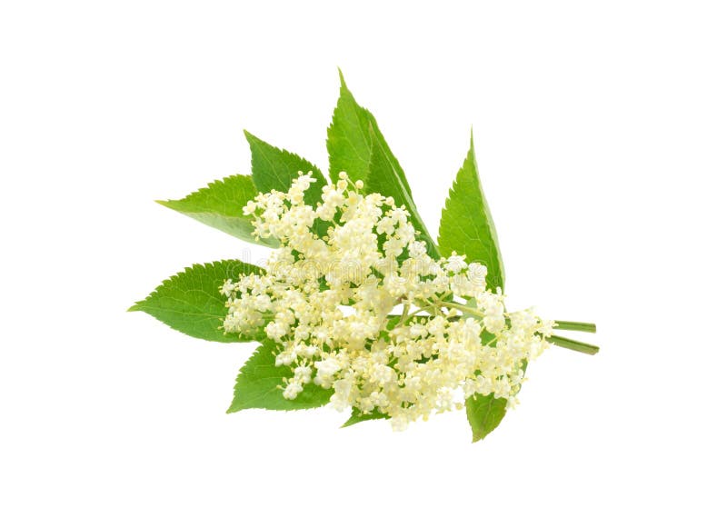 Elderflower isolerade arkivfoton Elderflower isolerade arkivfoton