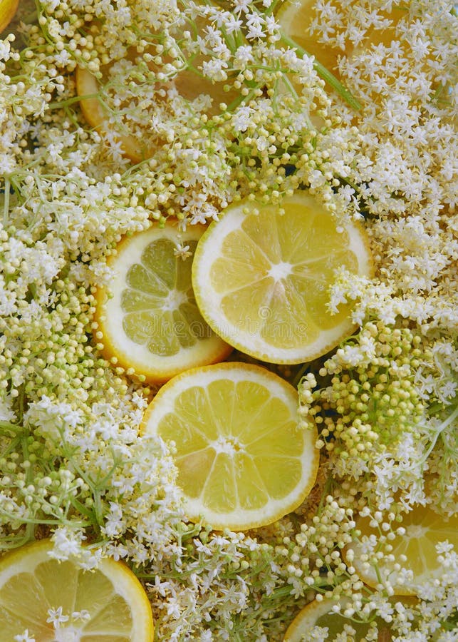 Elderflowers and lemon slices. royalty free stock photos Elderflowers and lemon slices. royalty free stock photos