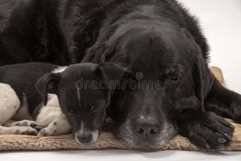An elderly black labrador bitch and her new 3 month old Jack Chi cross puppy friend stock photos An elderly black labrador bitch and her new 3 month old Jack Chi cross puppy friend stock photos
