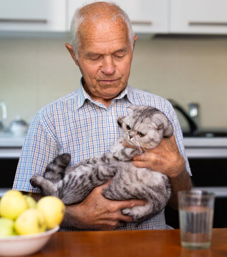 Elderly Man Carefully Holds Cute Cat Breed Scottish Fold Stock Photo