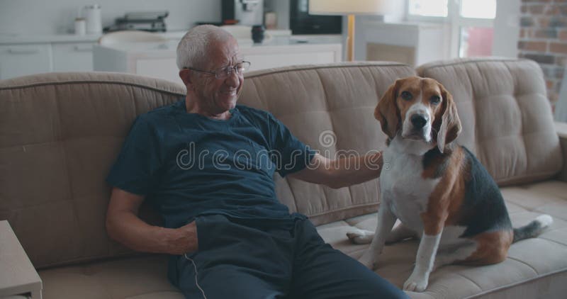 An elderly man with glasses is sitting on a sofa with his beagle dog. Communication of an elderly owner with a dog. The