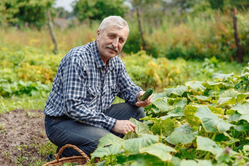 An Old Man From The Countryside An Elderly Man Harvesting Cucumbers in the Village. Farmer Old Man