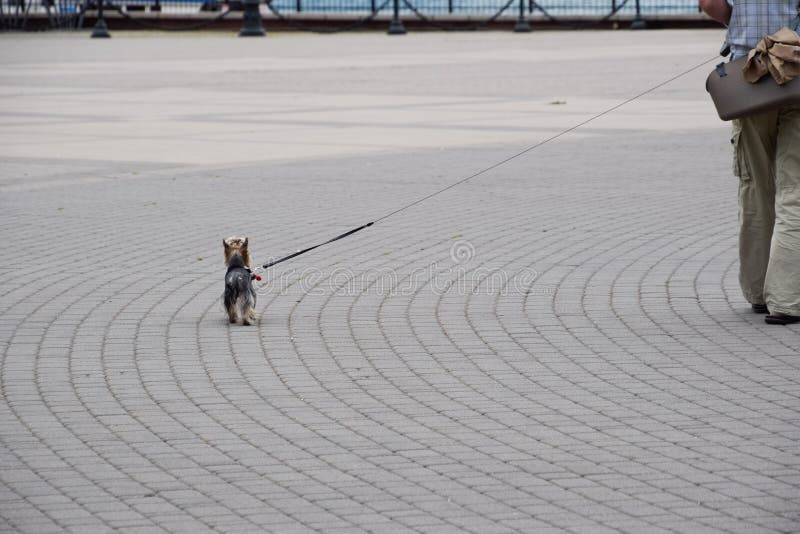 An Elderly Man Leads Small Dog on a Leash Stock Photo Image of mammal