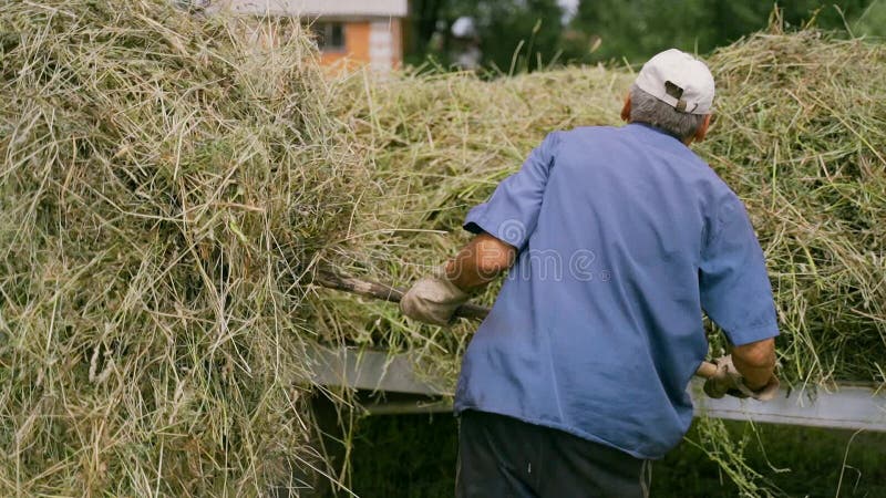 An elderly man throws hay on a tractor trailer using a pitchfork. Harvesting hay for the winter for cattle.