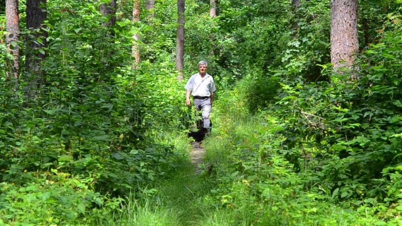 Elderly man walking woods with dogs