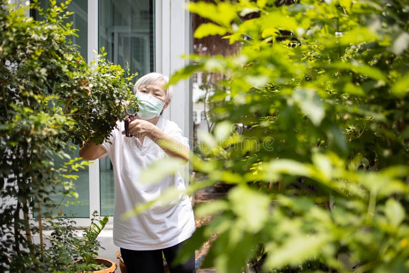 Elderly people is pruning branches,cuts branches of a tree in the garden,self isolation and quarantine during the pandemic of. Covid 19,social distance by stay royalty free stock photos