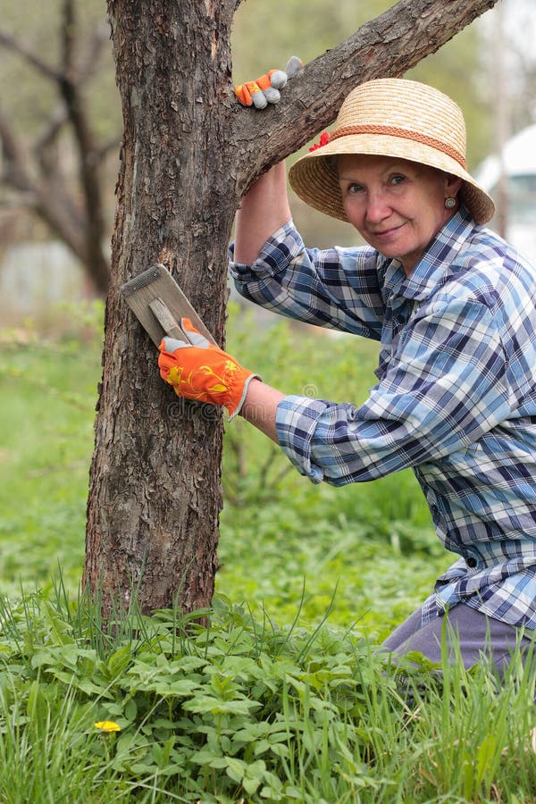 Elderly woman cleans the old apple tree bark