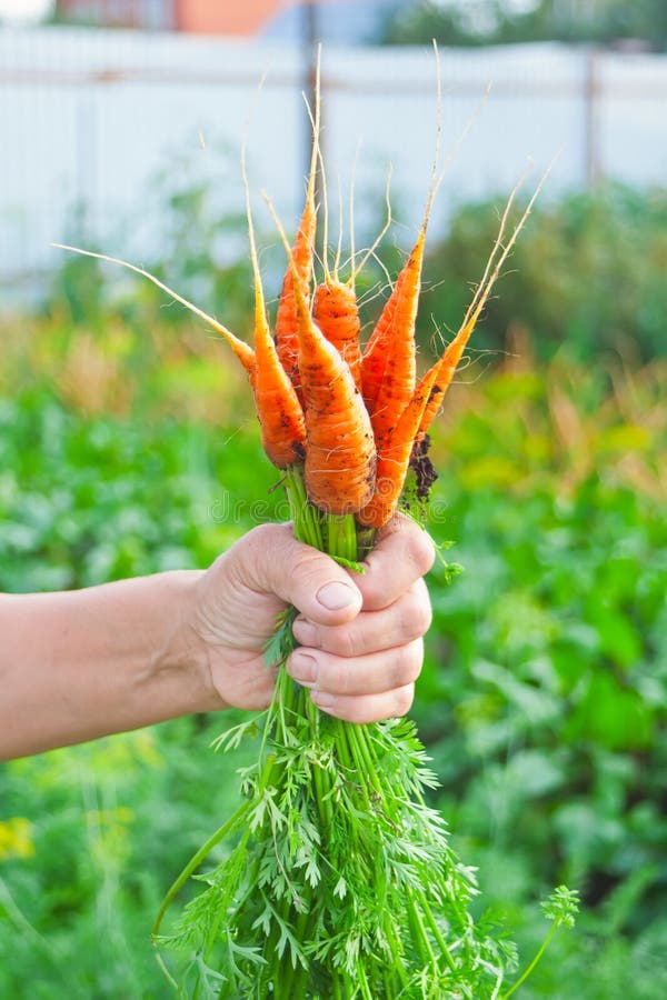 Elderly woman`s hand holding in hand a carrots bunch from local farming, organic vegetable garden with fresh produce, bio food