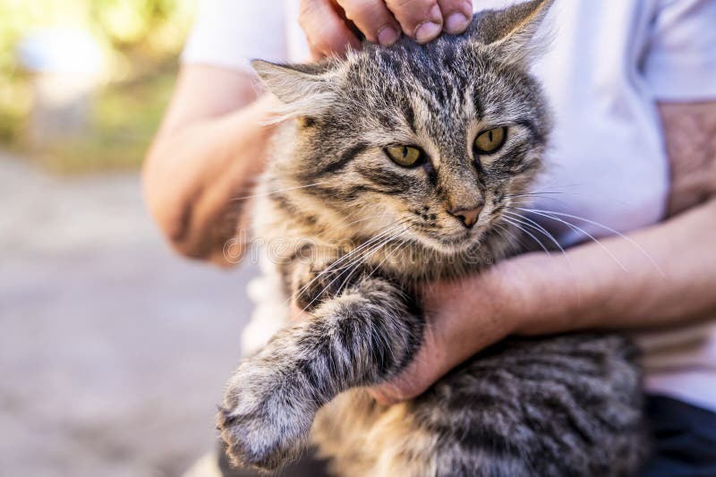 An Elderly Woman Strokes and Plays with a Tabby Cat. Stock Image