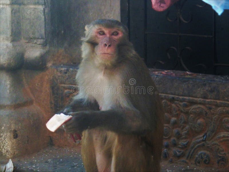 Lindo Macaco Fofo Gerado Por IA Foto Royalty Free, Gravuras, Imagens e  Banco de fotografias. Image 211951488