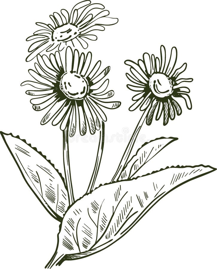 Download Elecampane Isolated Vector Illustration. Inula Helenium ...