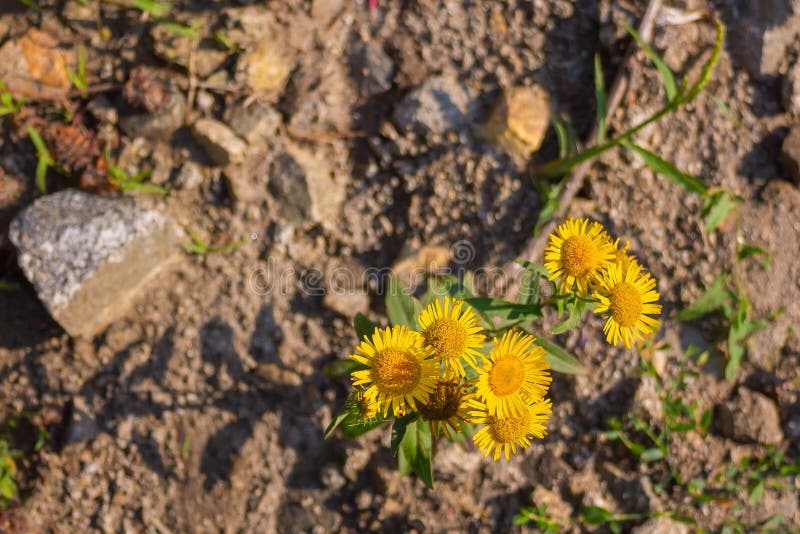 Elecampane, Meadow Yellow Flower on the Side of the Road. Stock Image Image of flower, closeup