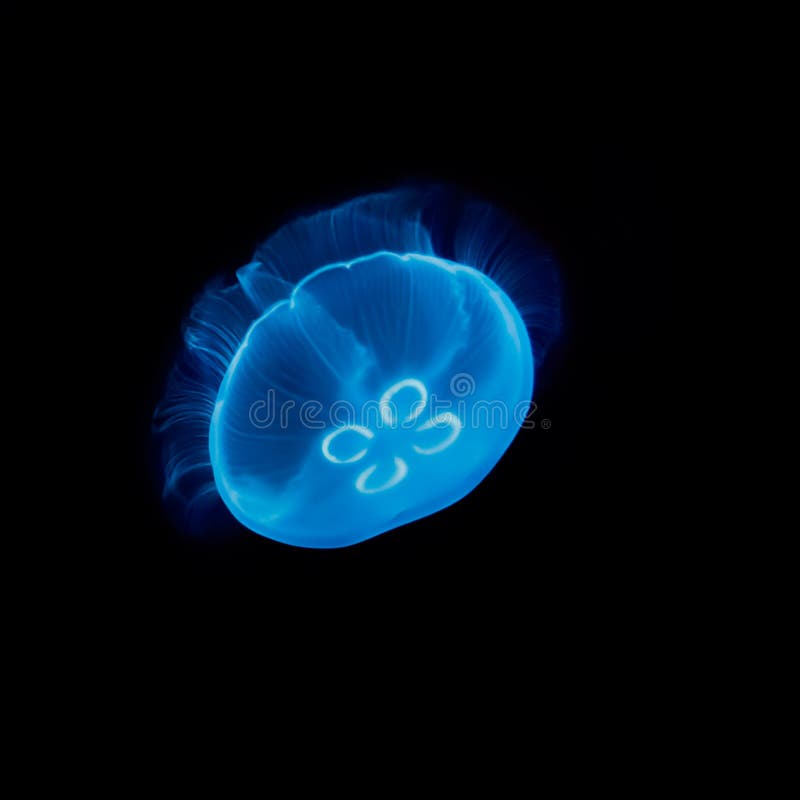 Electric blue jellyfish stock photo. Image of jellyfish 41052028