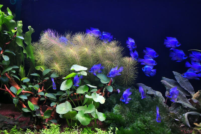 Electric Blue Neon Damsel Fish Stock Photo Image of water, devil