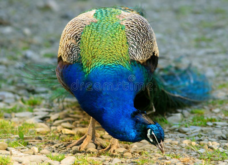 Electric Blue Peacock stock photo. Image of blue, colorful - 134106