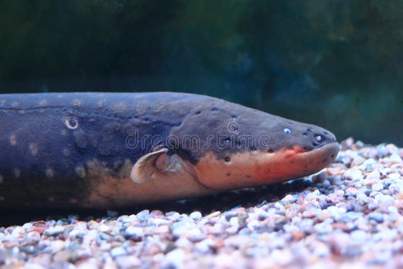 Electric Eel (Electrophorus Electricus) Stock Photo Image of