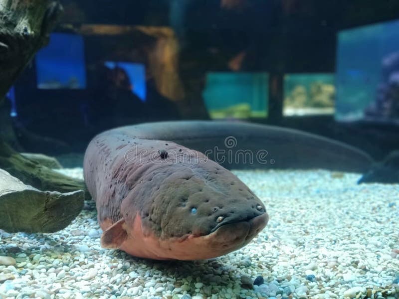 Amazon River Electric Eel