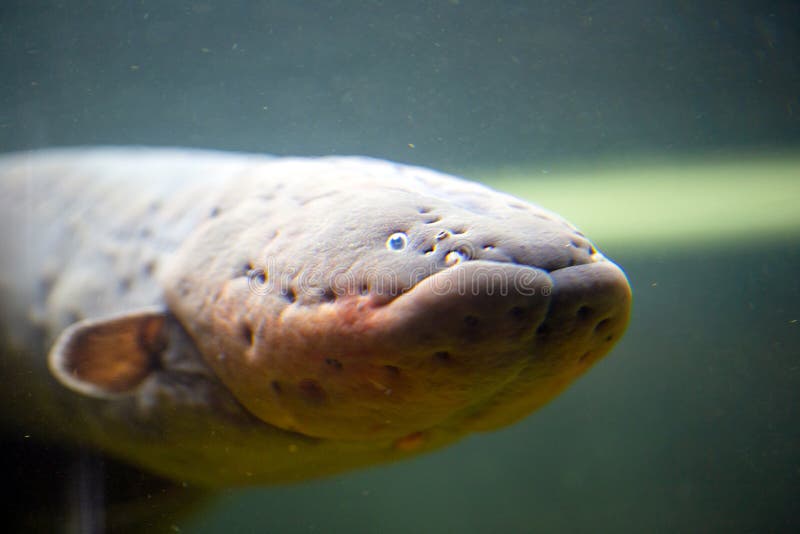 Electric Eel (Electrophorus Electricus) Stock Photo - Image of fish