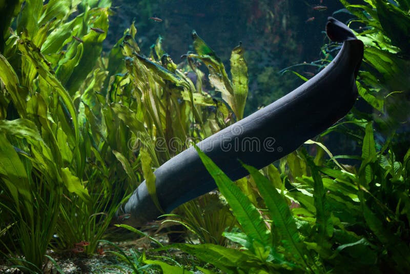 Electric eel Electrophorus electricus. stock photos Electric eel Electrophorus electricus. stock photos