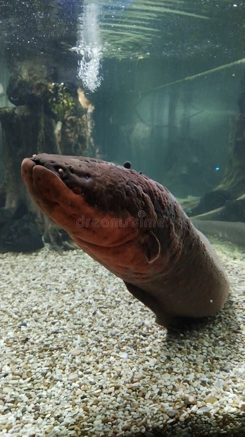 165 Electric Eel Stock Photos Free & RoyaltyFree Stock Photos from