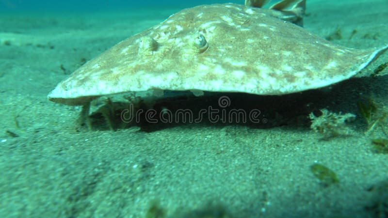 Stingrays. Leopard Electric Stingray - This electric stingray grows up to 100 cm and feeds on fish and bottom dwellers.