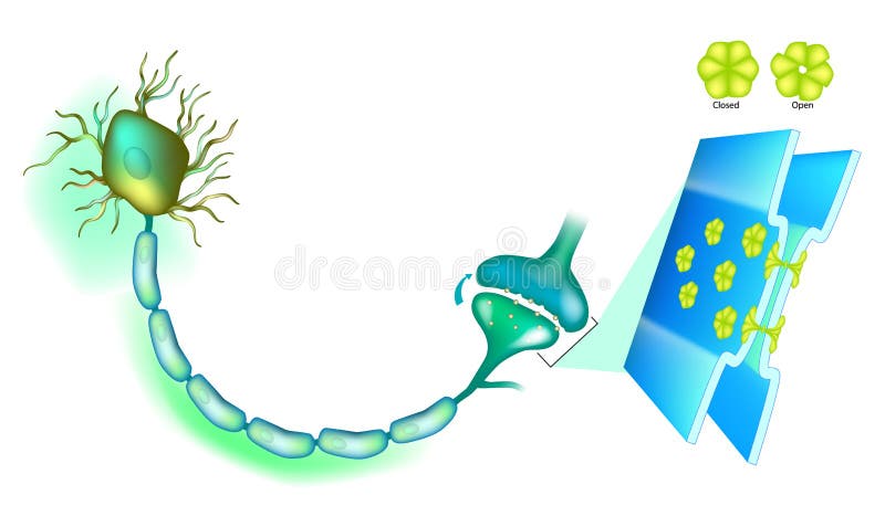 Electrical synapse. Synaptic transmission. stock illustration Electrical synapse. Synaptic transmission. stock illustration