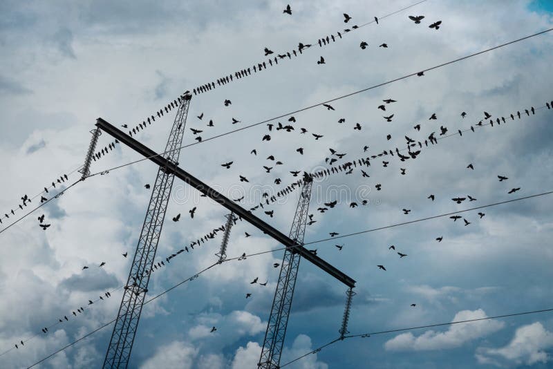 Electricity Pylon with Birds Stock Photo Image of energy, blue 20823196