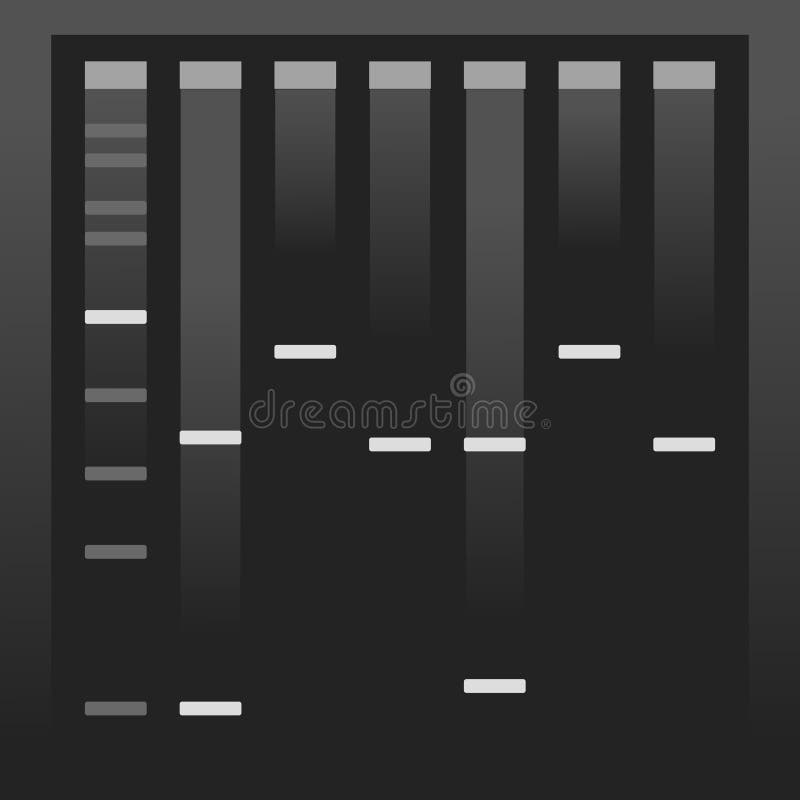 Electrophoresis Gel Vector Illustration Background Stock Vector
