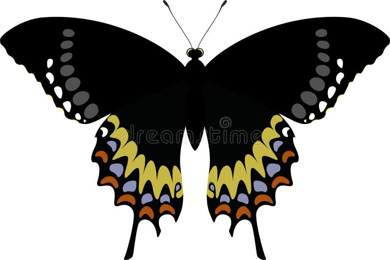 Electryon de garamas de Papilio d'isolement par papillon de vecteur illustration de vecteur Electryon de garamas de Papilio d'isolement par papillon de vecteur illustration de vecteur