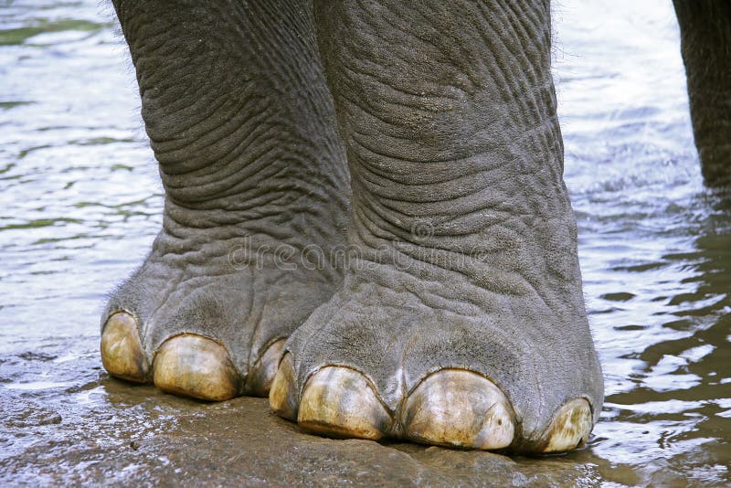 Elephant coming out of river, south india. Elephant coming out of river, south india