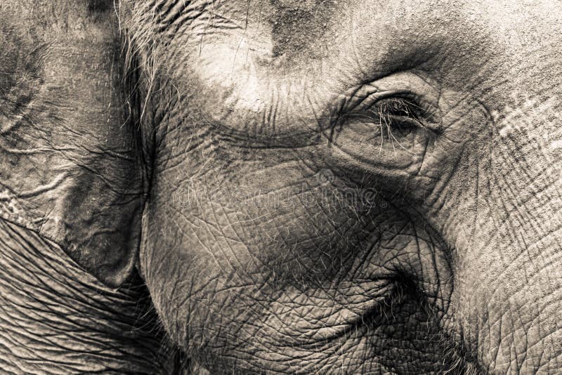 Elefant-Kopf stockfoto. Bild von braun, kopf, ausschnitt - 17858158