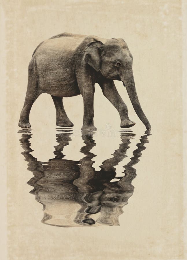 Elefant med en reflexion av vatten fotografering för bildbyråer Elefant med en reflexion av vatten fotografering för bildbyråer