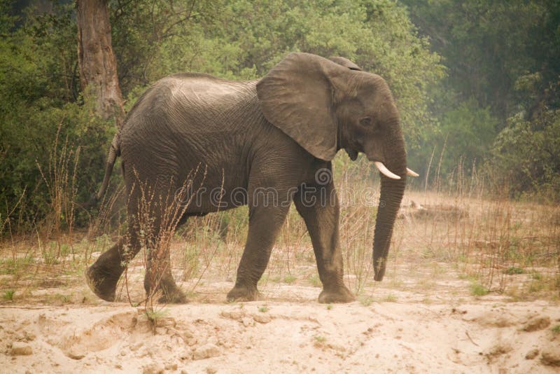 Elefant-Sambia Afrika