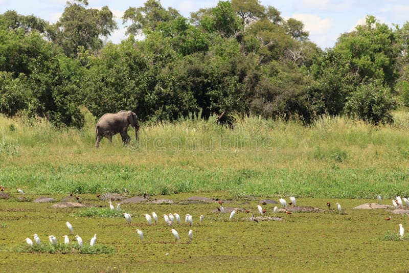 Elefant som passerar med vita små illrar och kammusslor i en liten vattenreserv arkivfoton