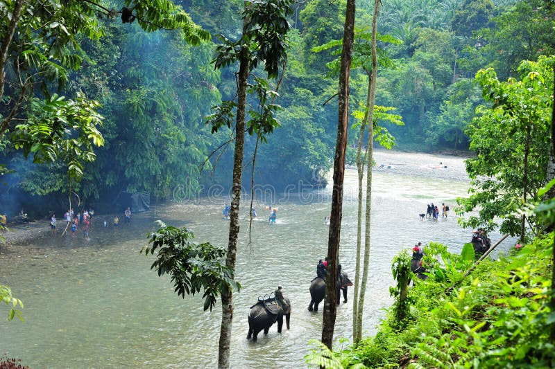 Elefant som trekking i den Gunung Leuser nationalparken av Sumatra, Ind