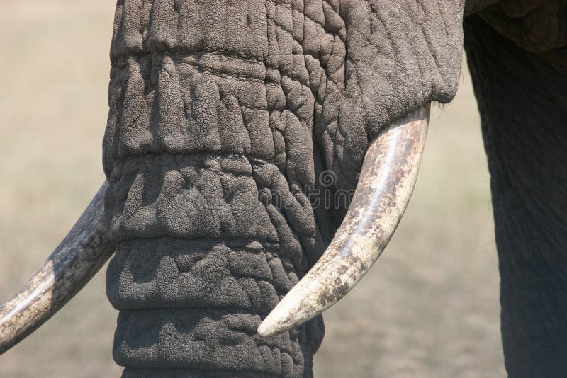 Elefant tusks