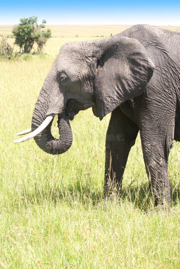 Steam elephant hi-res stock photography and images - Alamy