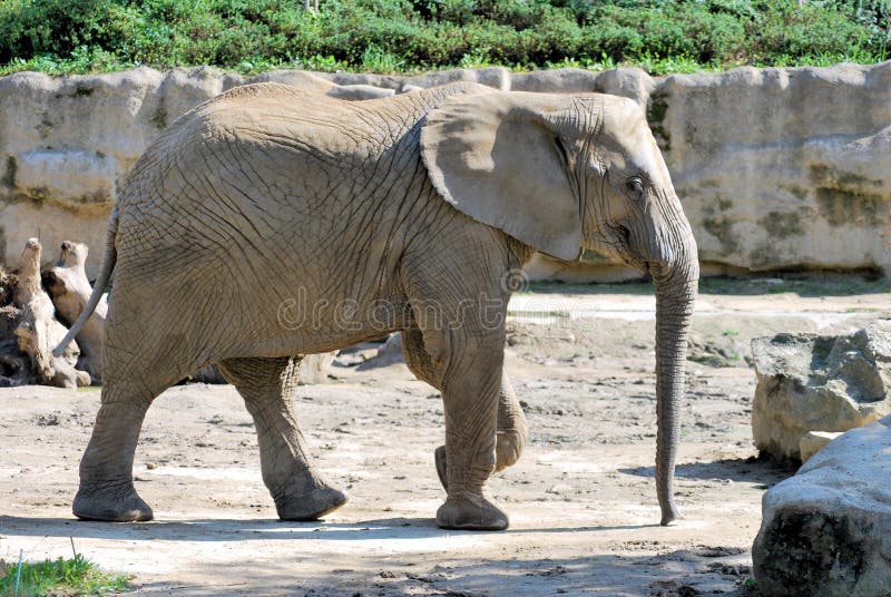 An big elephant at the Zoo. An big elephant at the Zoo.