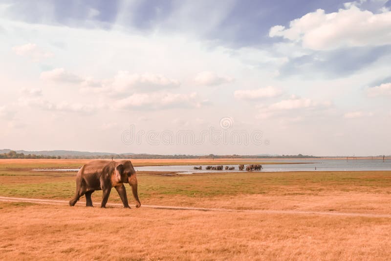 Elefante selvaggio che cammina al parco di safari di kaudulla con il bagno del gregge dell'elefante nel fondo