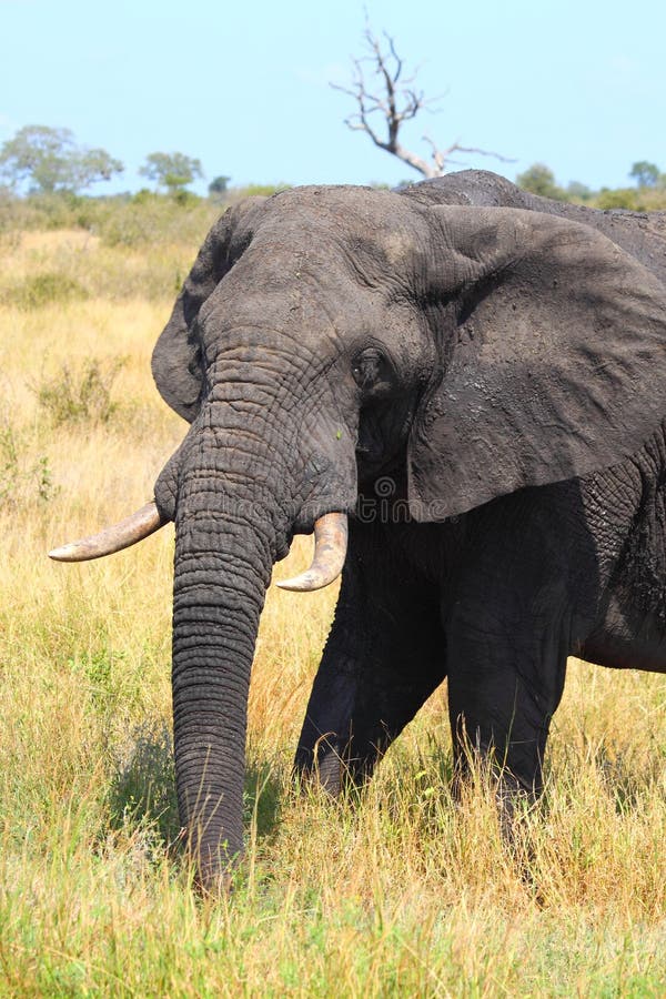 An big elephant at the Kruger Park. An big elephant at the Kruger Park.